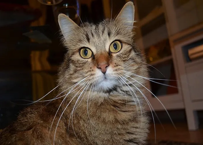 Εξοχικό σπίτι Rinascimento Depandance *